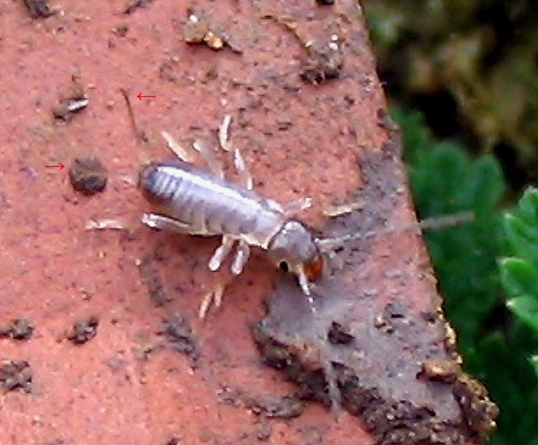 Forficulidae (Dermaptera)